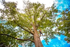 Leaf Removal in Twinsburg, OH