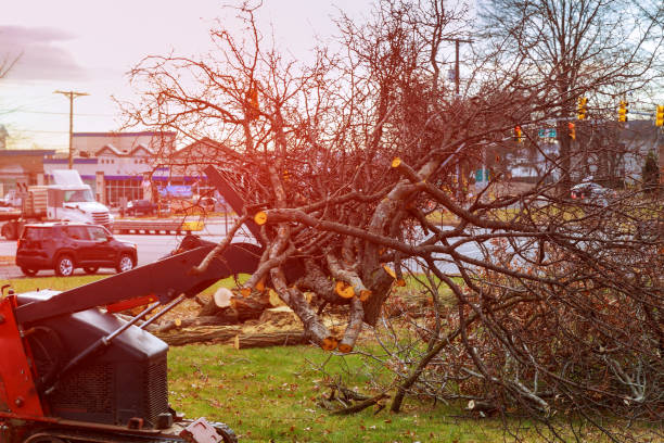 Seasonal Cleanup (Spring/Fall) in Twinsburg, OH