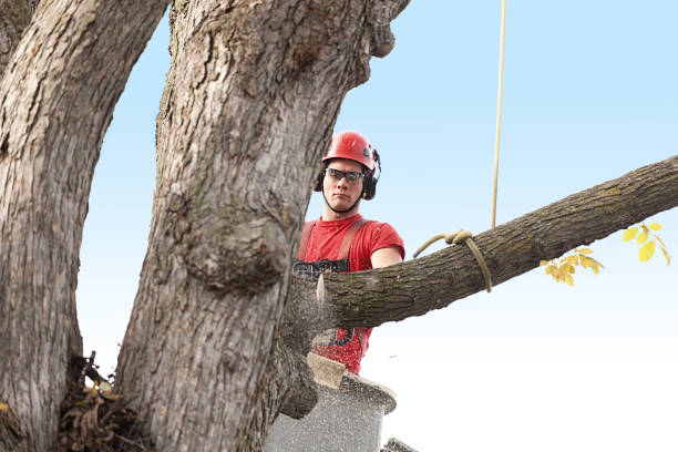 Twinsburg, OH Tree Care Company